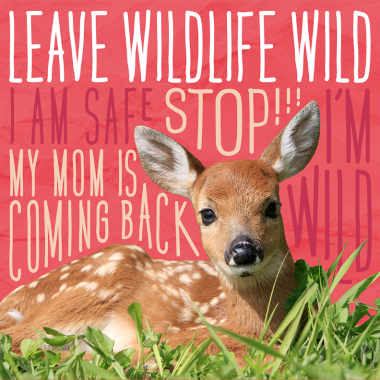 Young-wildlife-wild.png