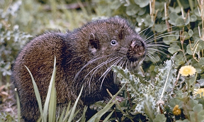 Mountain beaver