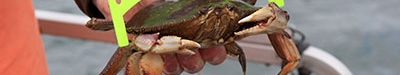 Crab measurements